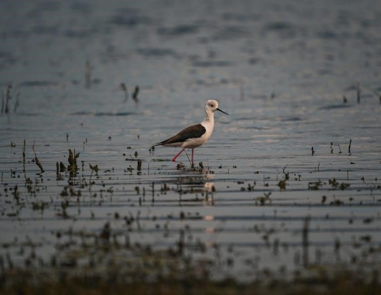 zmodo model zp ibh15 w manual pdf free download